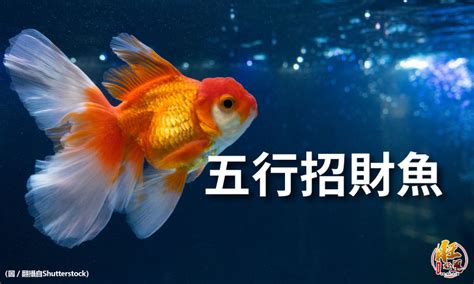 風水魚數量|魚缸風水：數量很重要